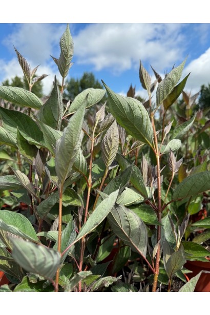 Ближній план листя дерену білого Найтфолл влітку.